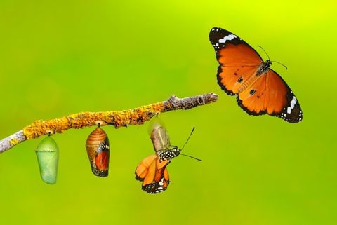 Butterfly life cycle from chrysalis to adult butterfly along a branch